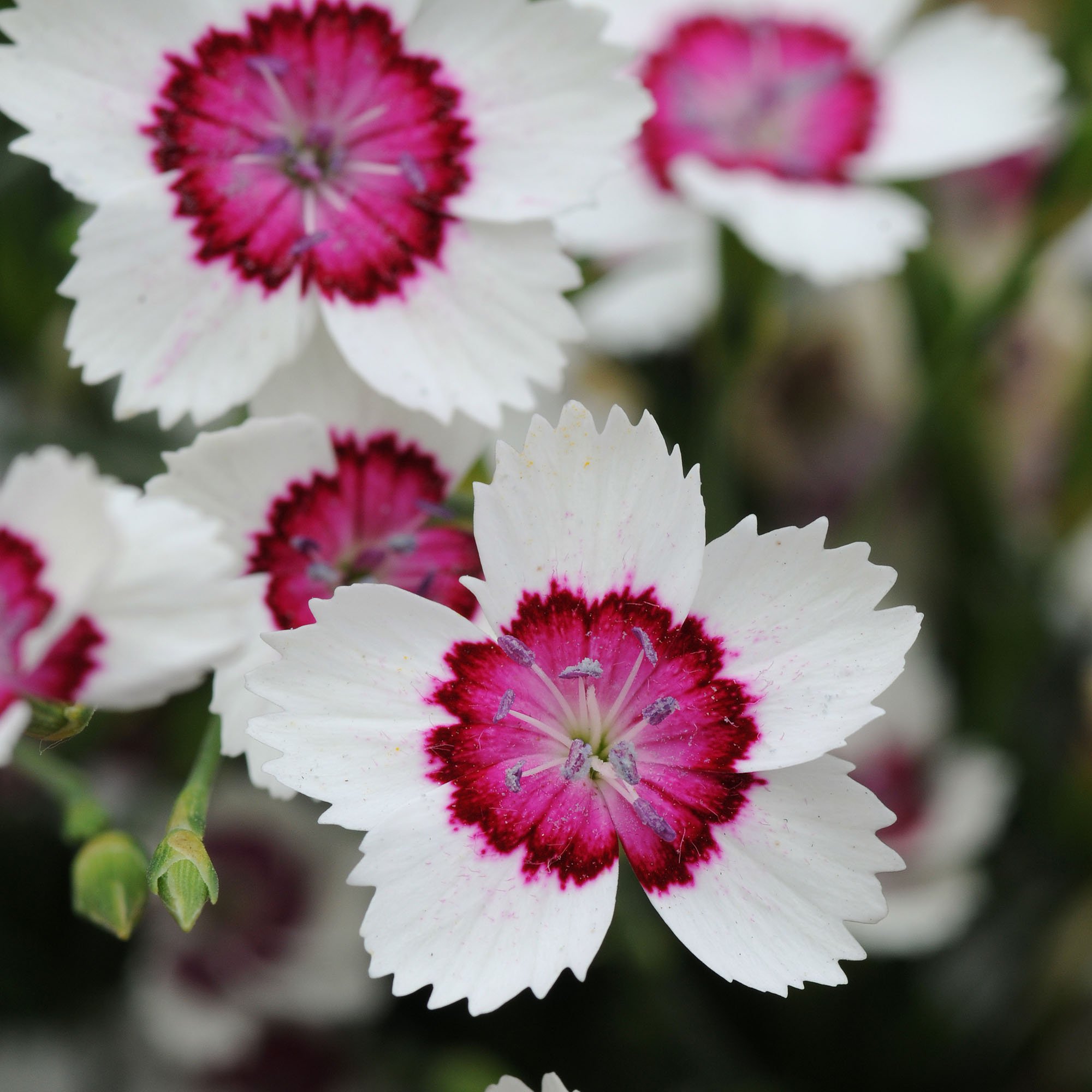 Abundant Blooms