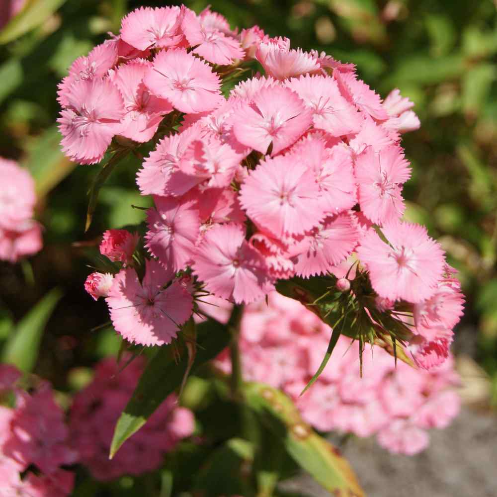 TAS Yes/WA No Sweet William/ Dianthus Seeds x50 Pink/ Hot Pink 