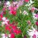 Dianthus Spooky Mix