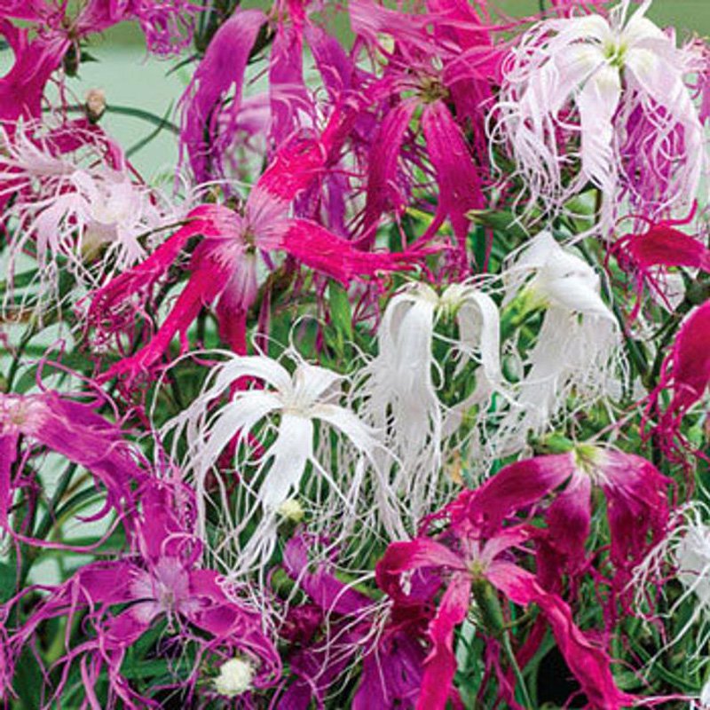 100 Seeds / Dianthus Superbus  Spooky Mix Fragrant Fringed Superb Pink  0,1 gr 