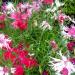 Dianthus Spooky Flower Mix