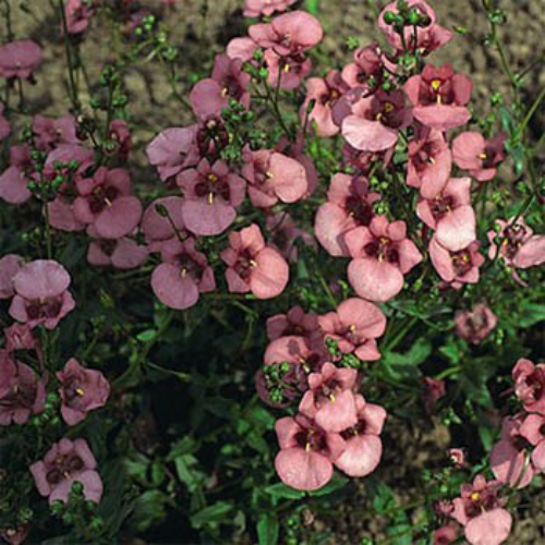 Diascia Pink Queen