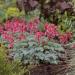 Dicentra Eximia Flowers