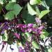 Hyacinth Bean