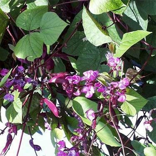 Hyacinth Bean