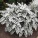 Dusty Miller Plant