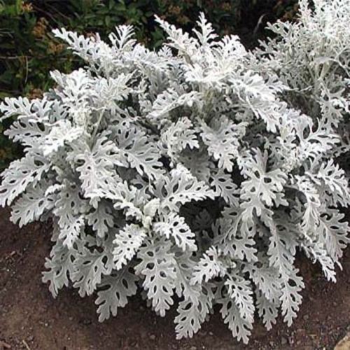 Dusty Miller Seeds Cineraria Maritima Silverdust Flower