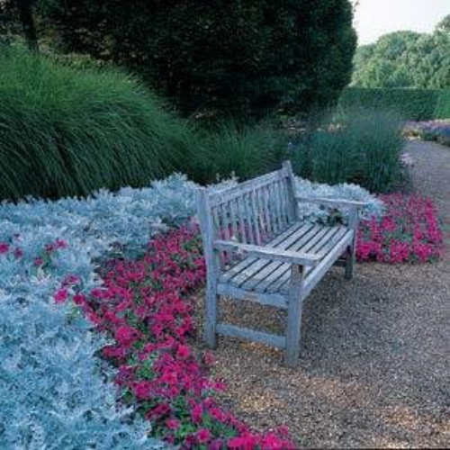 Dusty Miller Seeds Cineraria Maritima Silverdust Flower Seeds