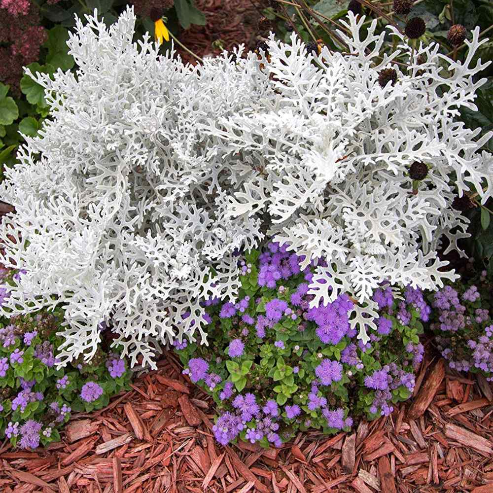 cineraria silverdust seminte cenusareasa deer drought landscaping outsidepride