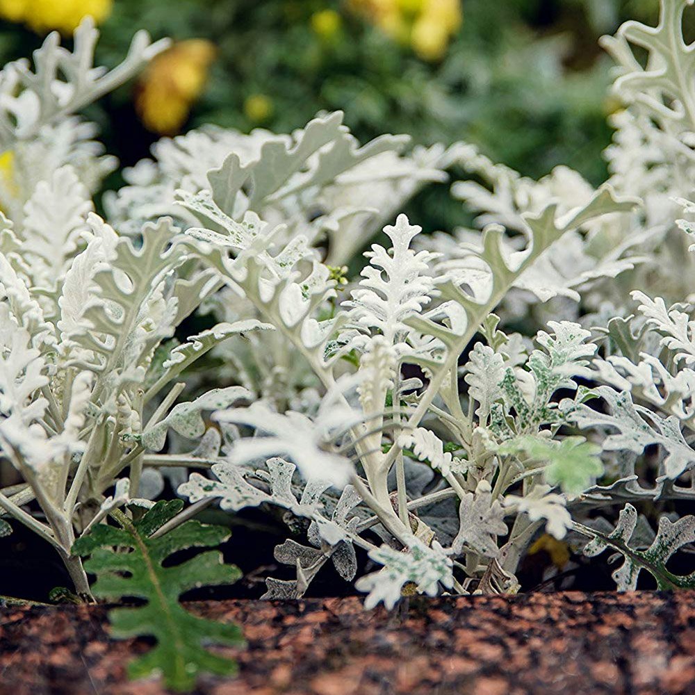Dusty Miller Seeds Cineraria Maritima Silverdust Flower