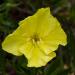 Dwarf Evening Primrose Flowers