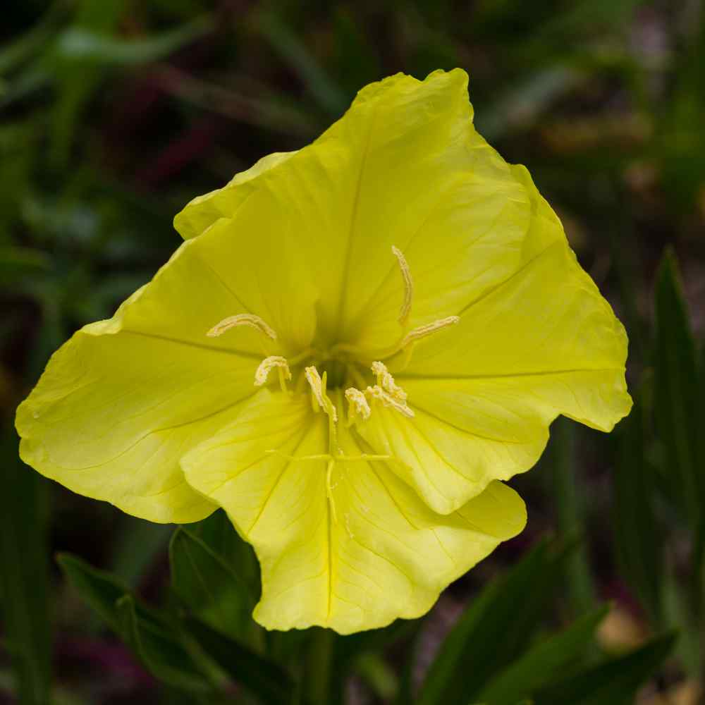 Primrose Seeds | Dwarf Evening