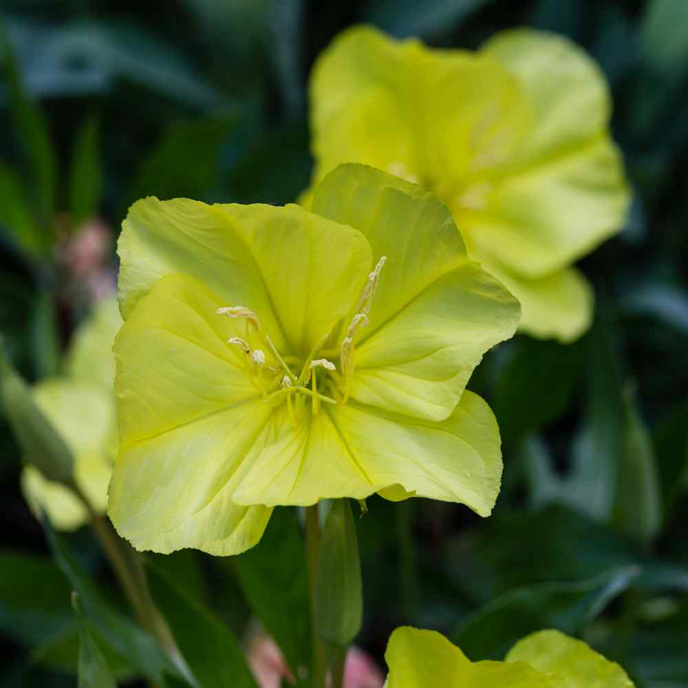 Grow Primrose Seeds...