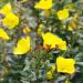 Oenothera Missouriensis Yellow Flower