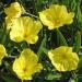 Dwarf Evening Primrose