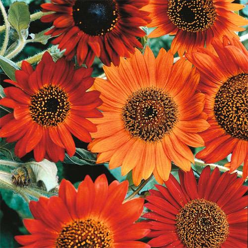 Sunflower Usernames