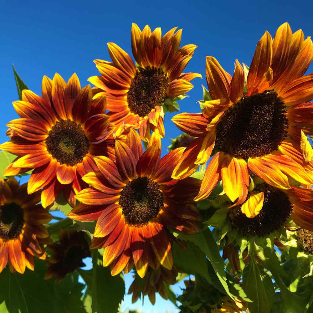 These Tall Sunflowers...