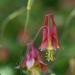 Eastern Red Columbine Flowers