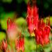 Eastern Red Columbine