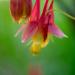 Aquilegia Canadensis Eastern Red Columbine