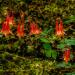 Aquilegia Canadensis Eastern Red Columbine Plant