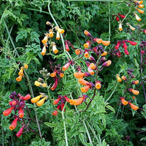 Eccremocarpus Scaber Mix