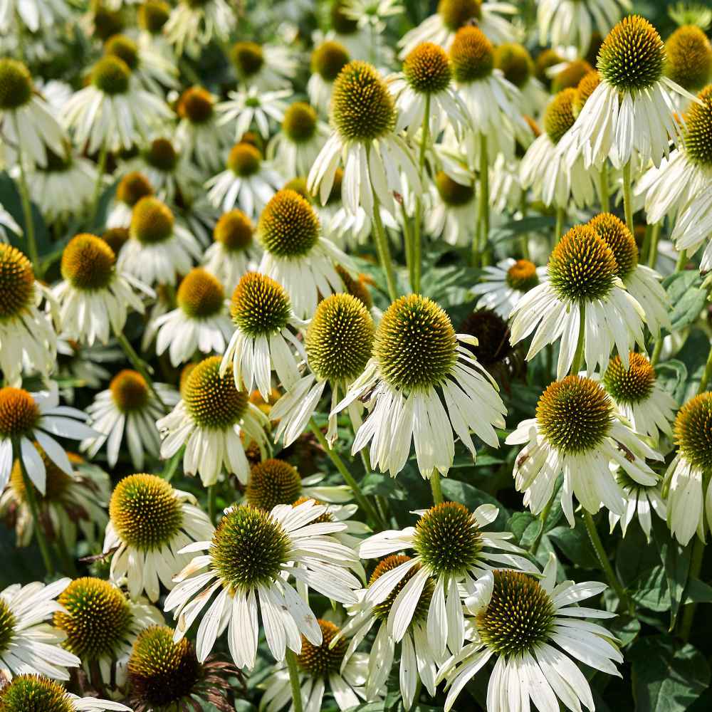 Echinacea Seeds White Swan Coneflower Flower Seed