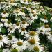 Echinacea White Coneflowers