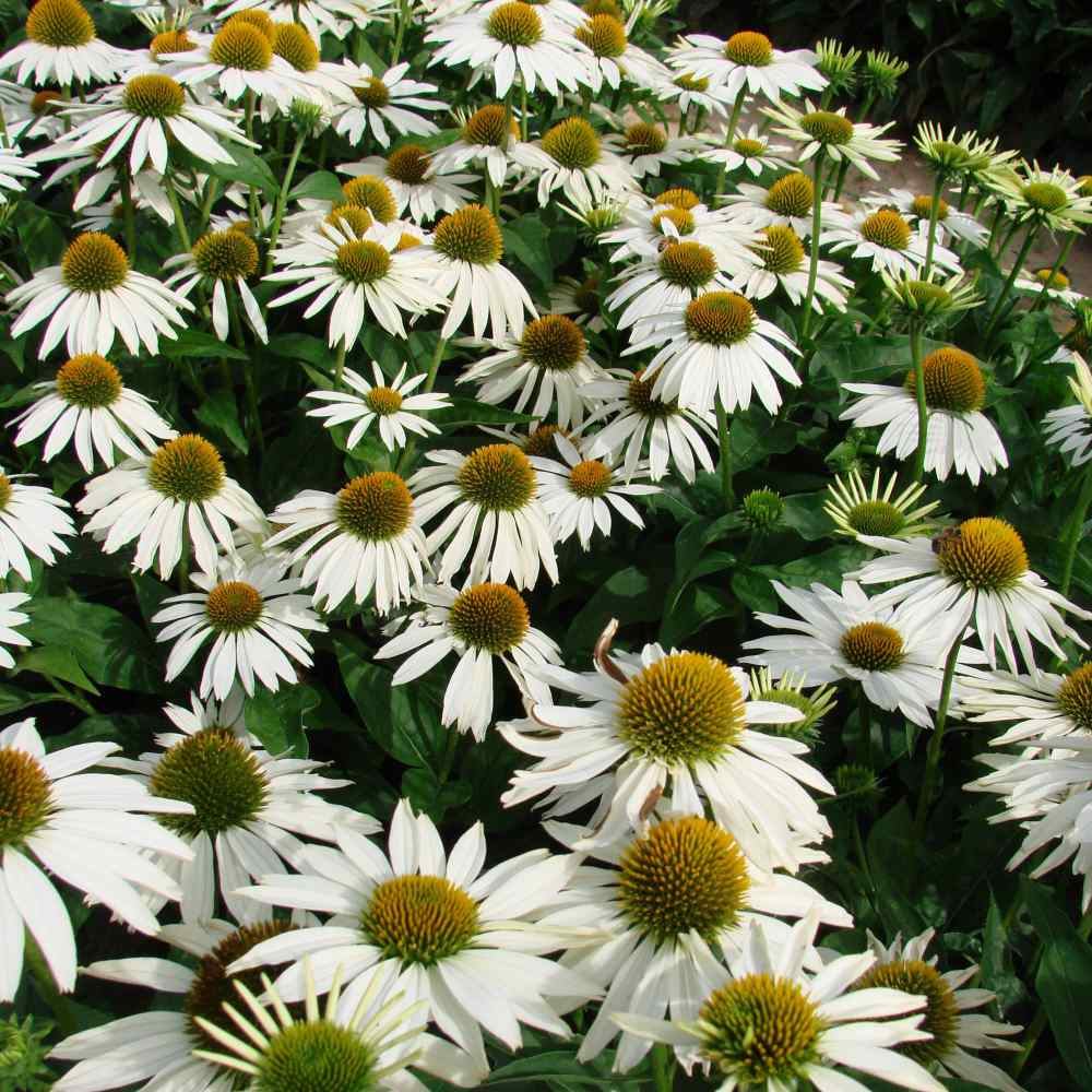 Echinacea Seeds White Swan Coneflower Flower Seed