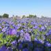 Echium Blue Bedder Flowers