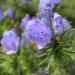 Viper's Bugloss Flowers