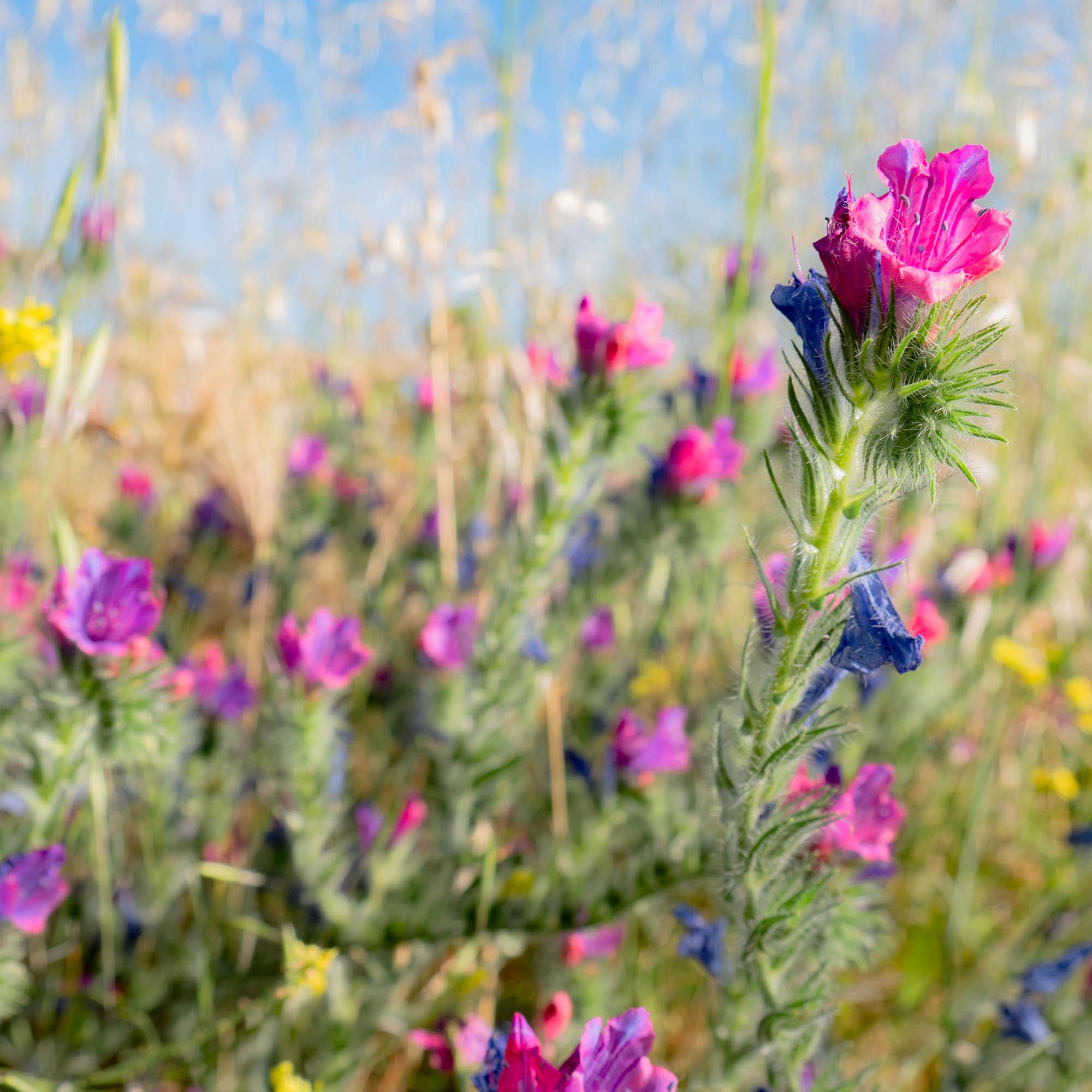 Biiennial Echium Rose Bedder