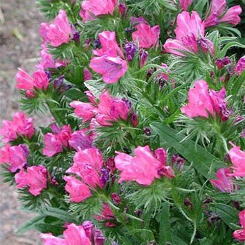 Echium Rose Bedder Flowers