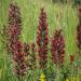 Perennial Echium Rubrum