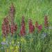 Viper's Bugloss Flowers