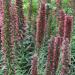 Perennial Viper's Bugloss Flowers