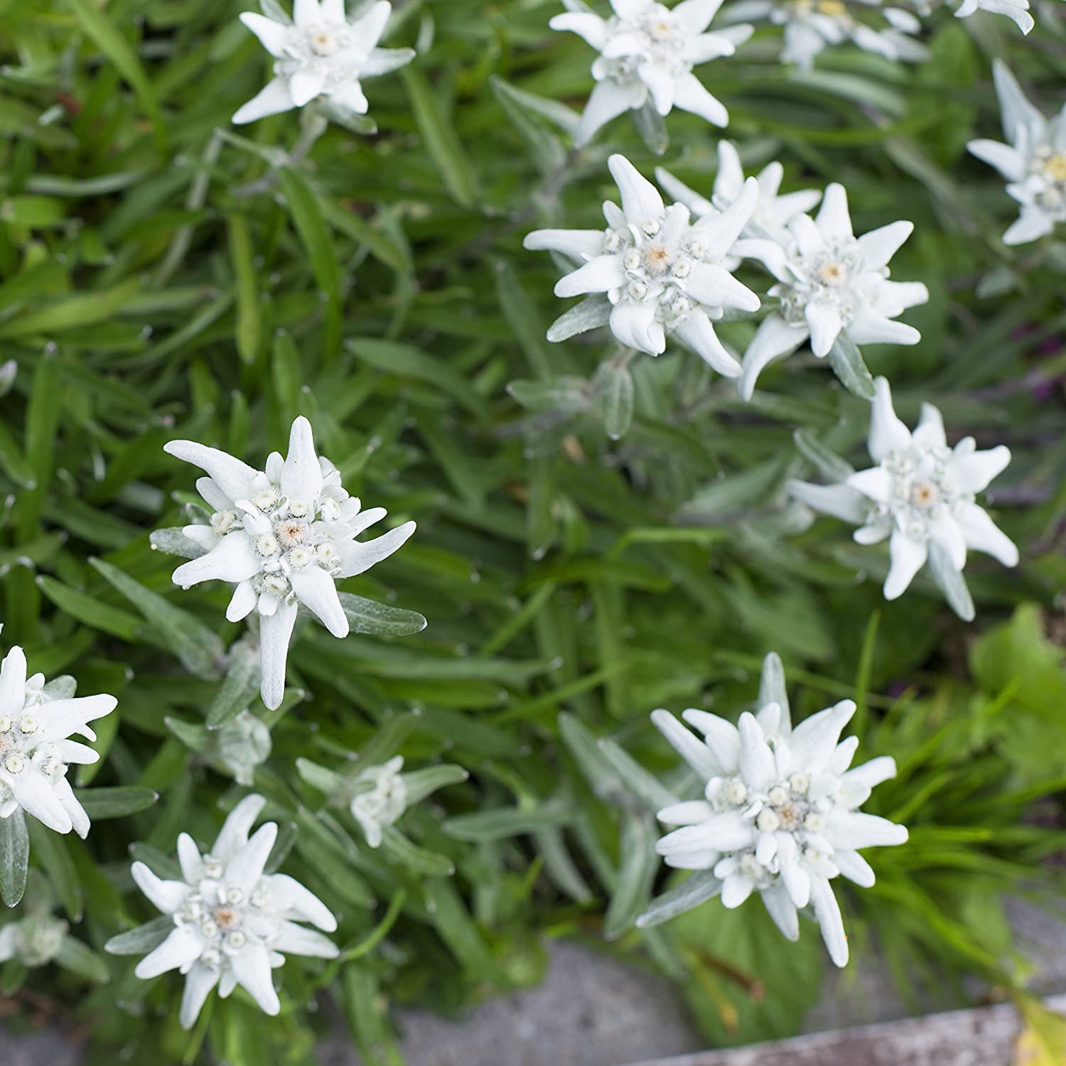 Edelweiss