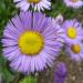 Perennial Erigeron Azure Garden Flowers