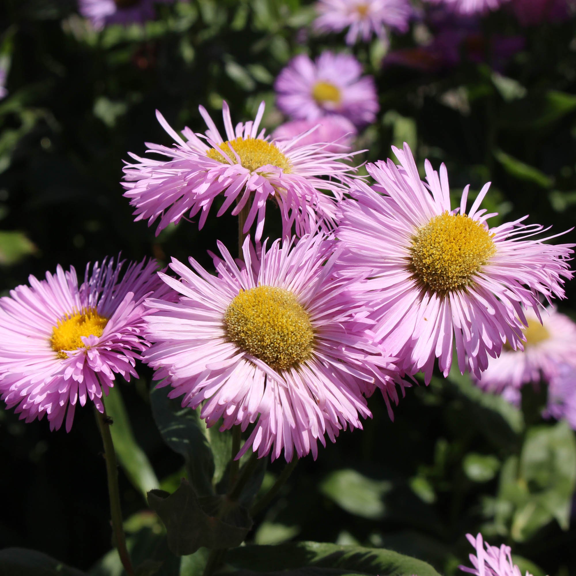 Erigeron Seeds Erigeron Speciosus Pink Jewel Fleabane Flower Seed