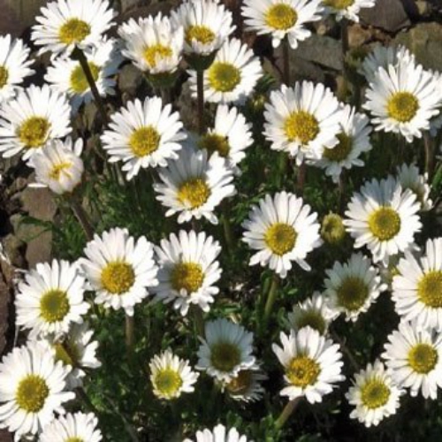 Erigeron Rocky