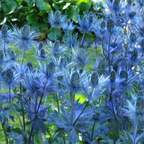 Sea Holly Alpinum