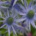 Sea Holly Alpinum Blue Flower