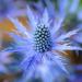 alpinum eryngium flowers