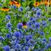 Sea Holly Alpinum