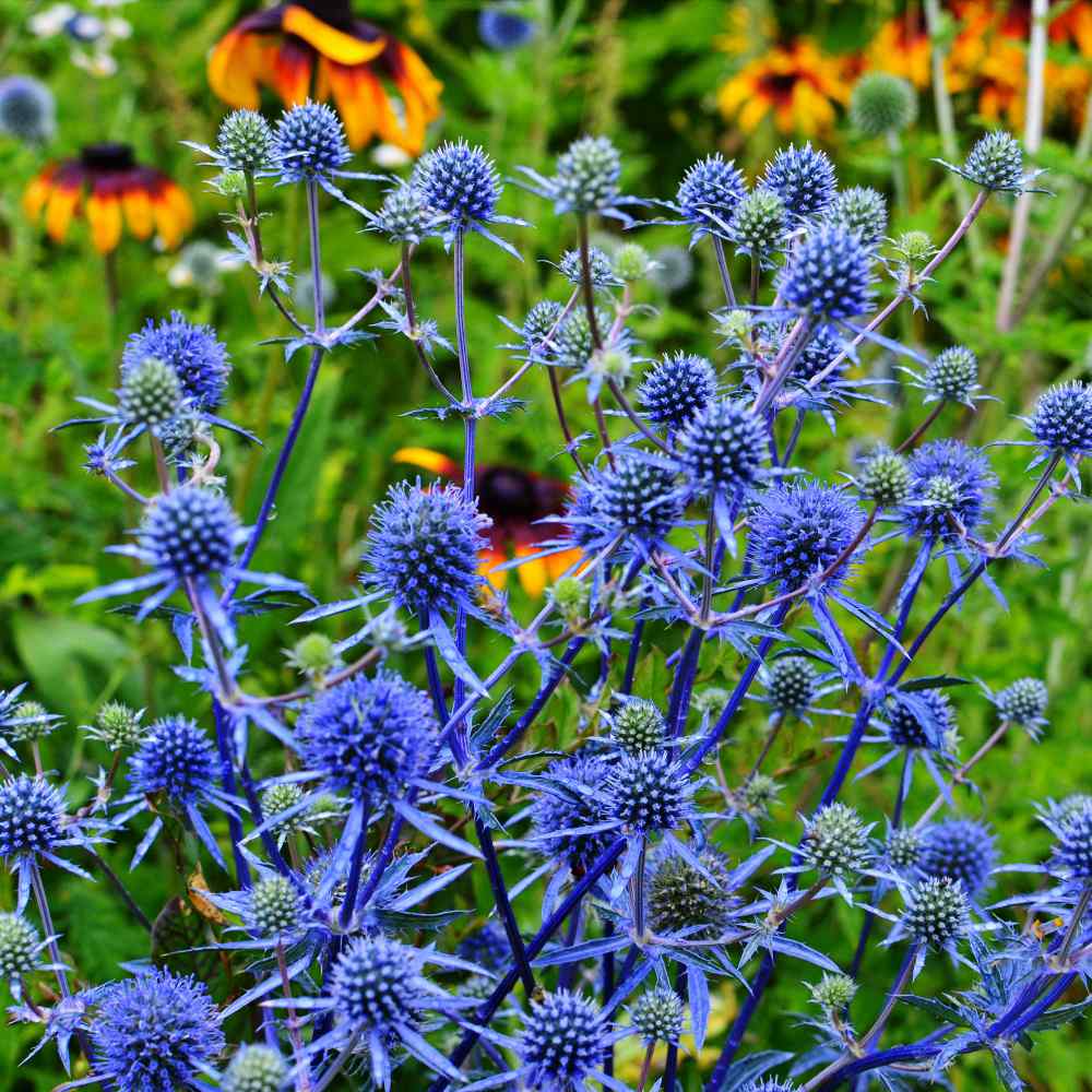 FiveSeasonStuff 8 Steli Di Cardo Marino (Eryngium) Artificiale Viola 66 Cm | Fiori Finti Real Touch
