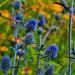 Eryngium Alpinum Flower