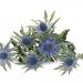 Eryngium Superbum Plant Flowers