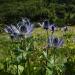 Eryngium Alpinum Flower Field