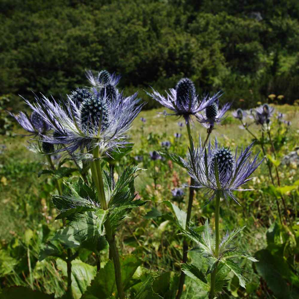 Eryngium Seeds Eryngium Alpinum Sea Holly Flower Seed