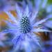 Sea Holly Planum Flowers